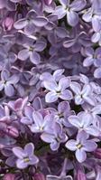 Flowers Kato